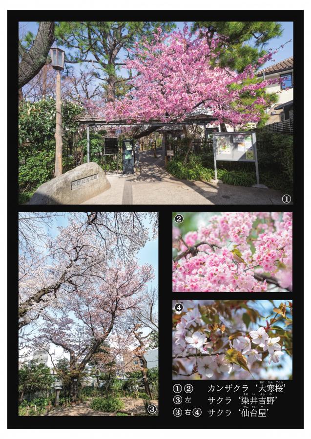 牧野記念庭園の植物1
