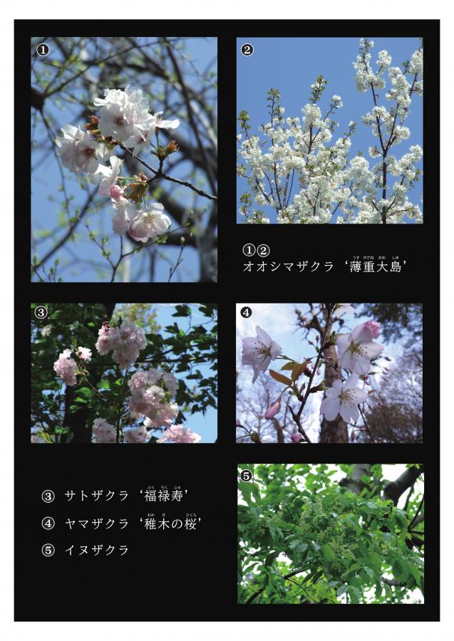 牧野記念庭園の植物2