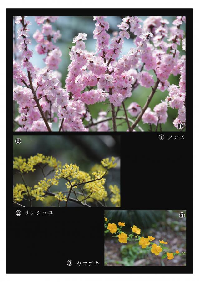 牧野記念庭園の植物3