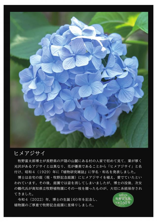 牧野記念庭園の植物4