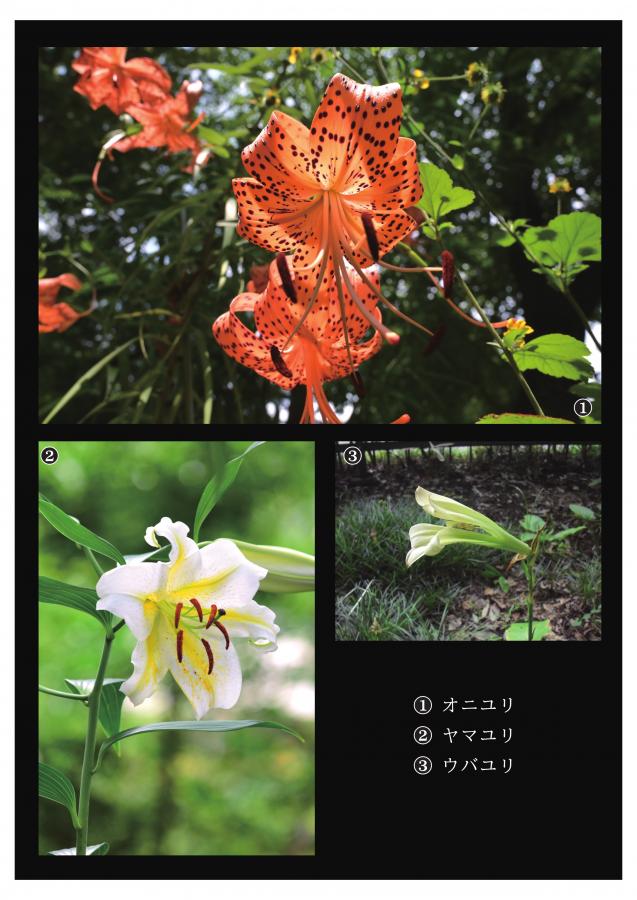 牧野記念庭園の植物6
