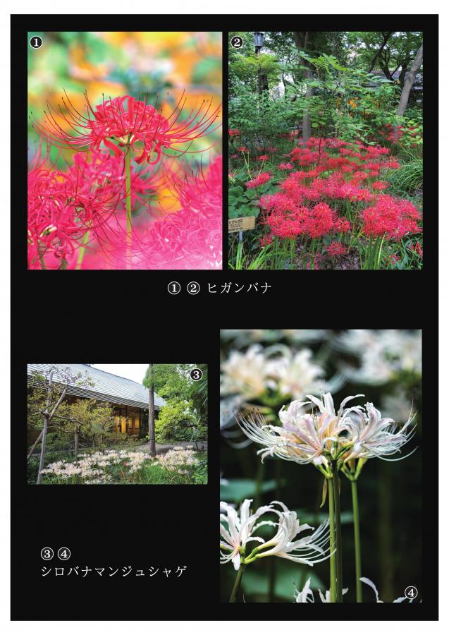 牧野記念庭園の植物7