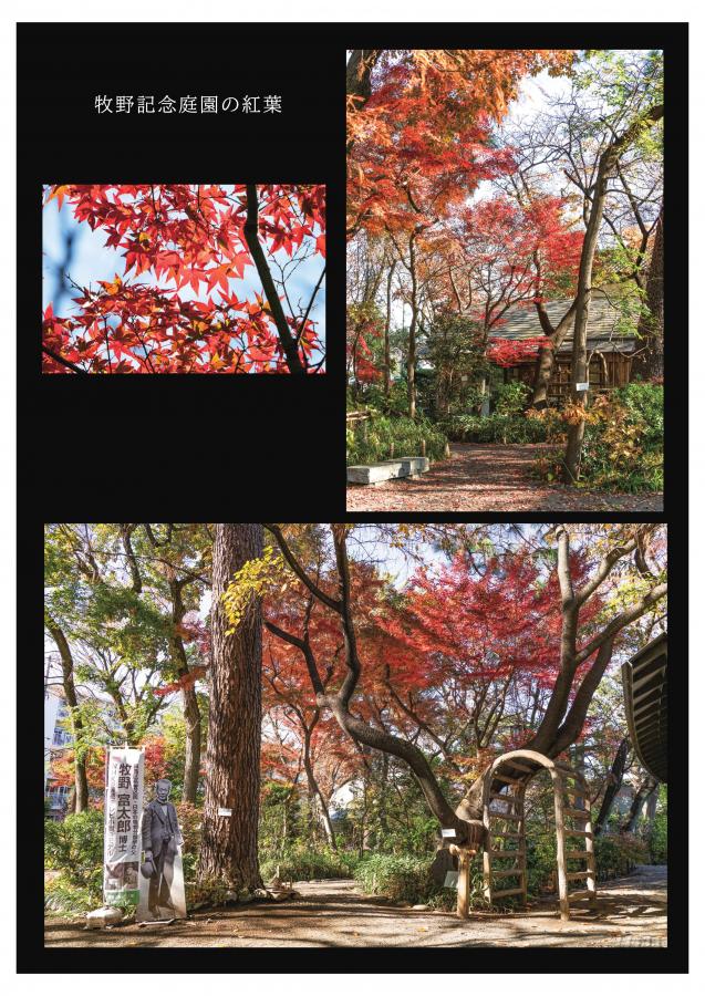 牧野記念庭の植物8