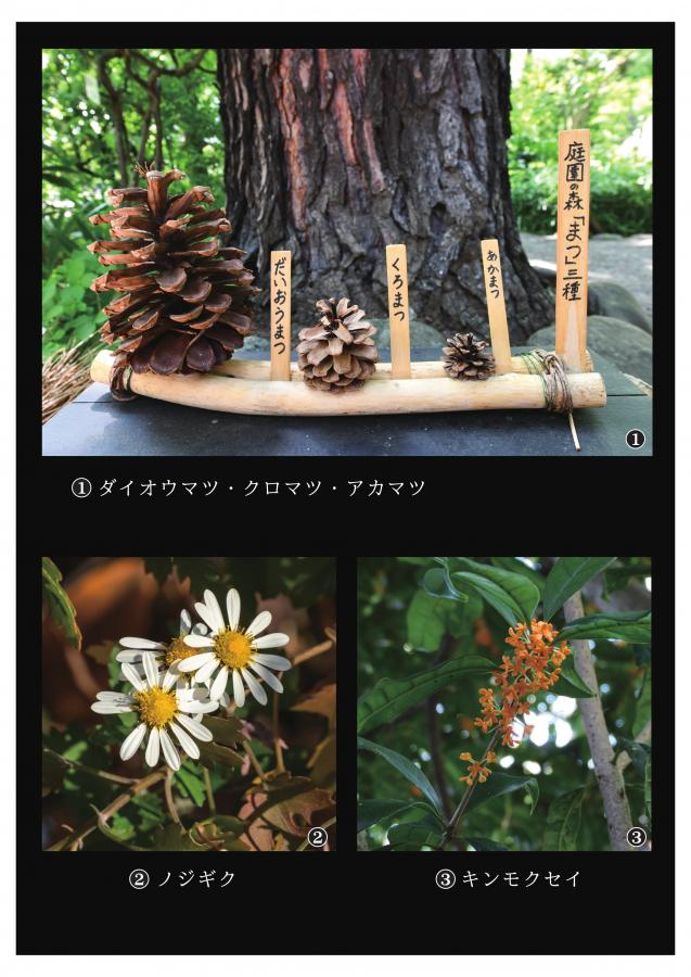 牧野記念庭園の植物9