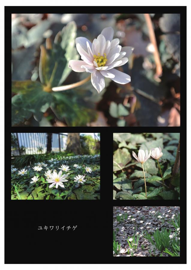 牧野記念庭園の植物10