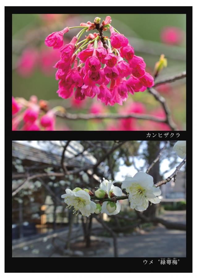 牧野記念庭園の植物11